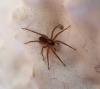 Pardosa sp.